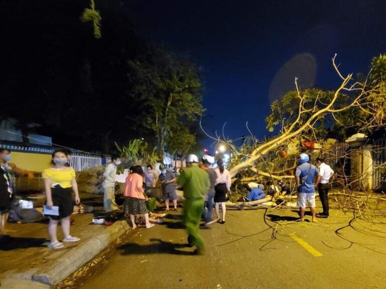 Đi ngoài đường, bị cây ngã đè bất ngờ, ai bồi thường ?