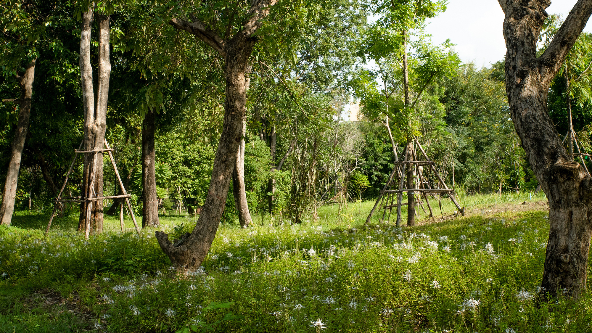 Công viên Benjakitti - ốc đảo xanh giữa lòng Bangkok Công viên Benjakitti - ốc đảo xanh giữa lòng Bangkok