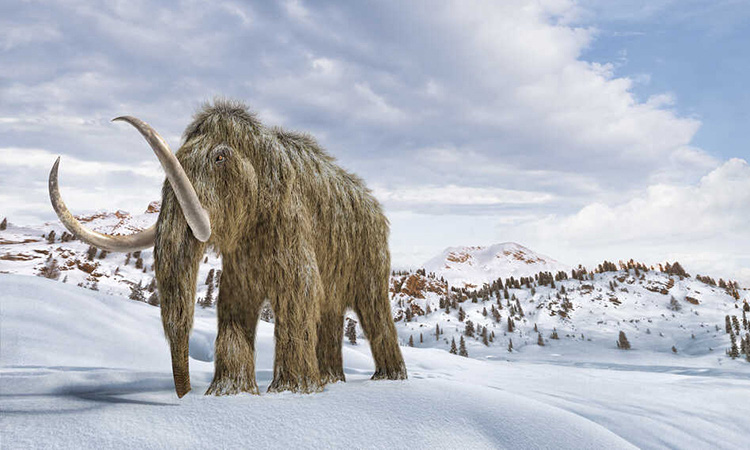 Tìm thấy xác voi ma mút hàng chục nghìn năm nguyên vẹn trong băng