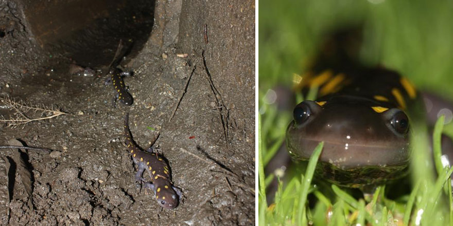 Những con đường độc đáo "không dành cho người" hiếm có khó tìm trên thế giới, nhìn thôi đã muốn "tan chảy" vì quá dễ thương - Ảnh 8.