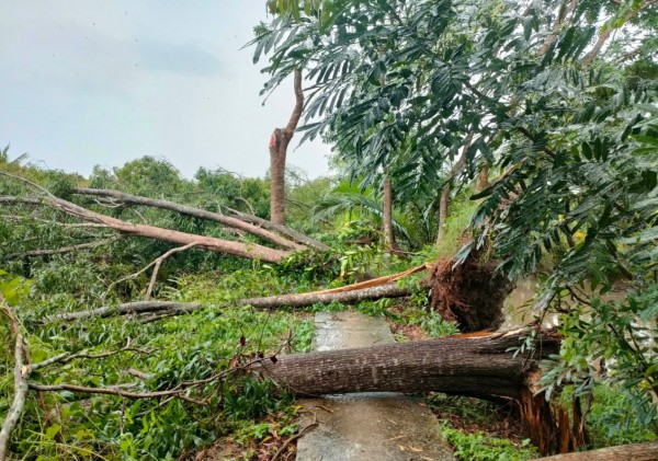 Mưa lớn, lốc xoáy làm sập hàng chục nhà dân ở Sóc Trăng, Bạc Liêu