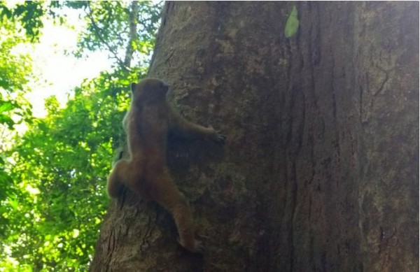 Bình Phước: Thả về rừng cá thể cu li quý hiếm do người đi câu giao nộp