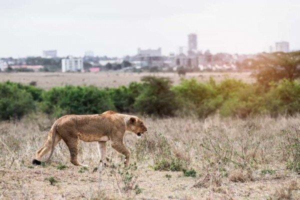 Điều gì sẽ xảy ra nếu con người biến mất khỏi Trái Đất?