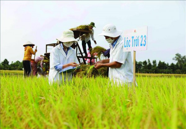 Bước ngoặt cho lúa gạo Việt Nam