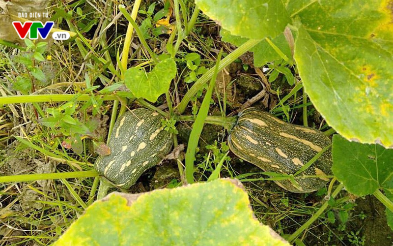 Cảnh báo ngộ độc do ăn thực phẩm phun thuốc trừ sâu