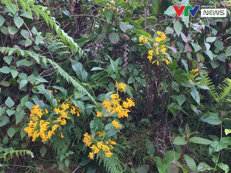 Cảnh báo ngộ độc lá ngón Cảnh báo ngộ độc lá ngón