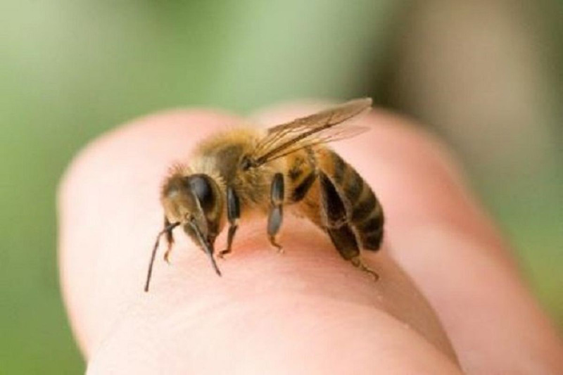 Cấp cứu kịp thời bệnh nhân sốc phản vệ sau khi bị ong đốt
