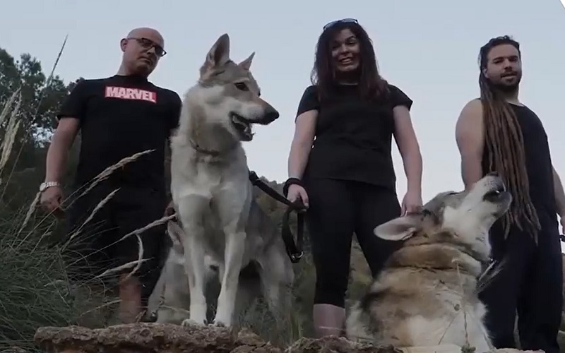 Đi dạo cùng sói - Trải nghiệm thú vị chỉ có ở Tây Ban Nha