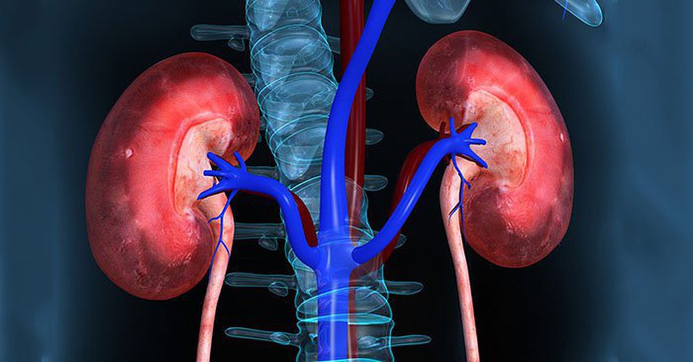 Không ít người Việt đi khám, bàng hoàng biết một quả thận teo, tự trách mình đã muộn - Ảnh 1. Không ít người Việt đi khám, bàng hoàng biết một quả thận teo, tự trách mình đã muộn - Ảnh 1.