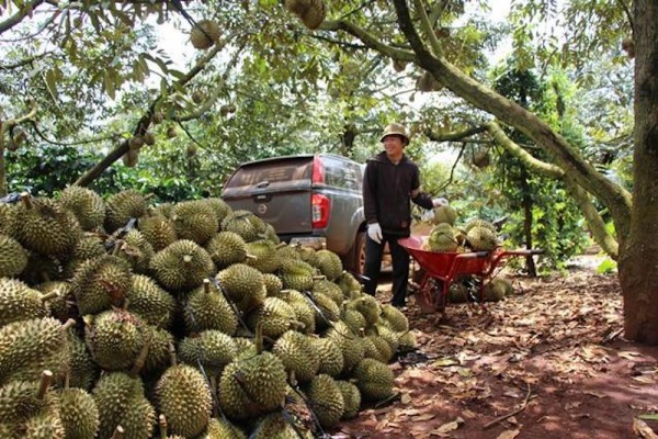 Doanh nghiệp kỳ vọng vào sầu riêng khi có “visa” xuất khẩu Trung Quốc