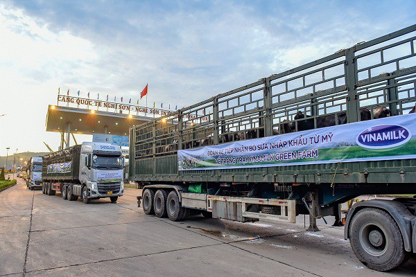 Hệ thống trang trại sinh thái Vinamilk Green Farm đón thêm 1.550 bò sữa nhập từ Mỹ