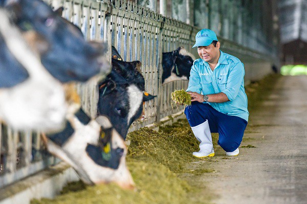 Hệ thống trang trại sinh thái Vinamilk Green Farm đón thêm 1.550 bò sữa nhập từ Mỹ