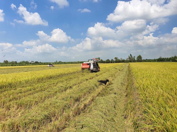 Một triệu héc ta lúa chất lượng cao (kỳ II): Giải pháp "6 thông minh"