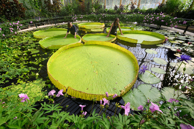 Phát hiện loài hoa súng khổng lồ mới tại Anh