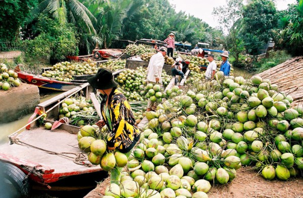 Phụ thuộc thị trường Trung Quốc, sản phẩm dừa “gặp khó”