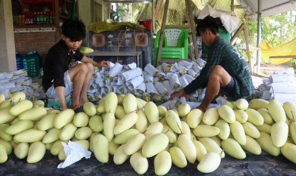 Trung tâm nông sản ĐBSCL: Mô hình nào phù hợp?