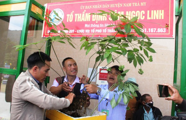 Chiêm ngưỡng cây sâm Ngọc Linh 8 nhánh, giá gần 1 tỉ đồng
