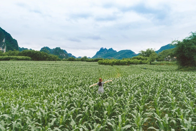 Nữ MC bỏ phố về quê khởi nghiệp mì ngô: Làm thật chứ không vì trào lưu, sức khỏe cải thiện