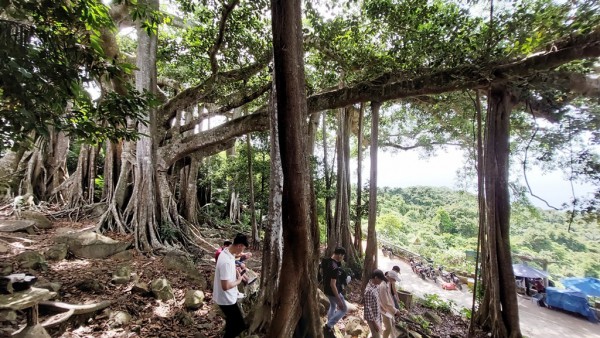 Chiêm ngưỡng cây đa di sản Sơn Trà 800 tuổi vạn người mê