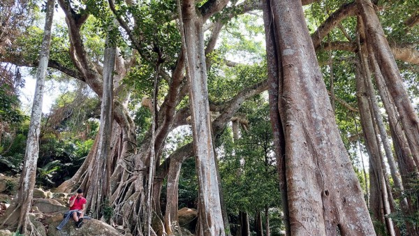 Chiêm ngưỡng cây đa di sản Sơn Trà 800 tuổi vạn người mê