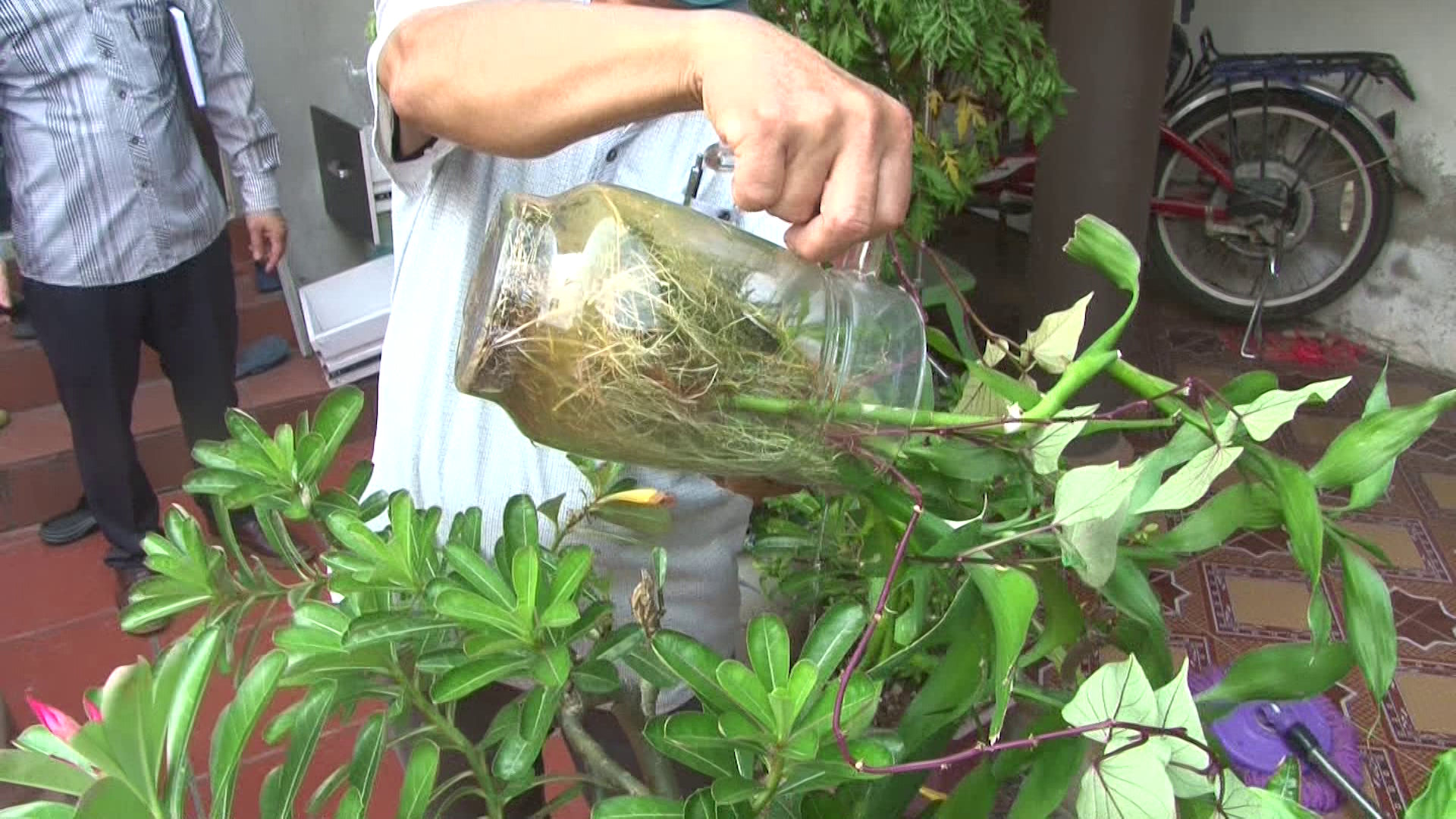 Hà Nội: Tập trung dập dịch sốt xuất huyết tại huyện Phú Xuyên