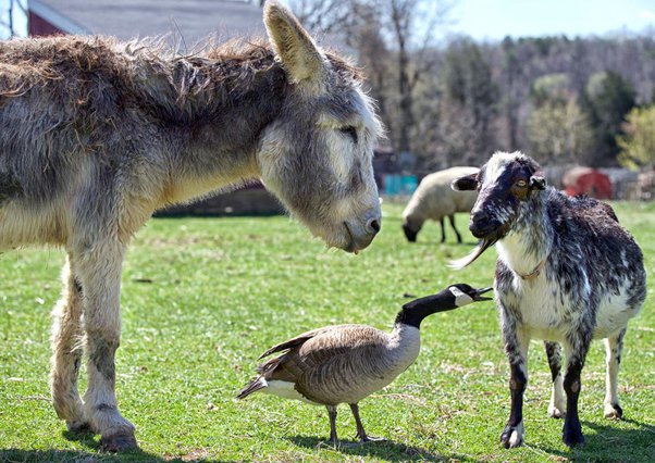 Tại sao nhiều nơi tại nước Mỹ nuôi lừa để bảo vệ đàn gia súc thay vì nuôi chó chăn cừu! - Ảnh 2. Tại sao nhiều nơi tại nước Mỹ nuôi lừa để bảo vệ đàn gia súc thay vì nuôi chó chăn cừu! - Ảnh 2.