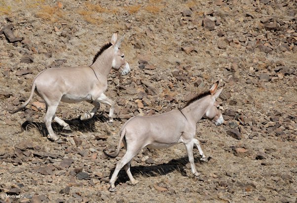 Tại sao nhiều nơi tại nước Mỹ nuôi lừa để bảo vệ đàn gia súc thay vì nuôi chó chăn cừu! - Ảnh 4. Tại sao nhiều nơi tại nước Mỹ nuôi lừa để bảo vệ đàn gia súc thay vì nuôi chó chăn cừu! - Ảnh 4.