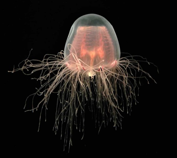 Chiêm ngưỡng những loài sinh vật đẹp nhất đại dương Chiêm ngưỡng những loài sinh vật đẹp nhất đại dương