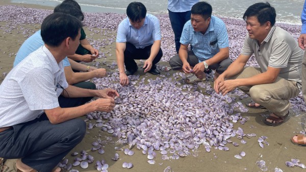 Hàng tấn vỏ ngao trôi dạt vào bờ biển Thanh Hóa