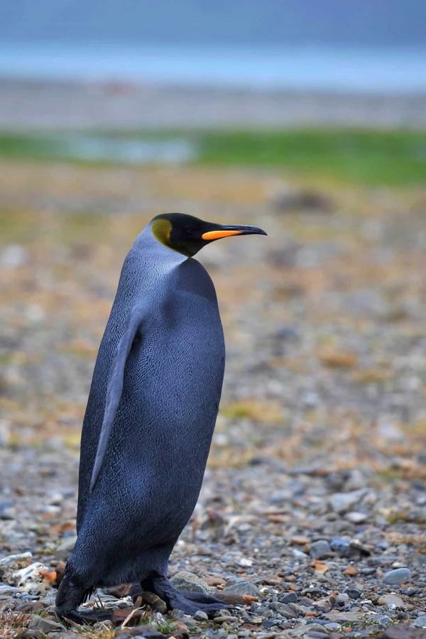 Ngắm nhìn vẻ đẹp của các loài động vật màu đen huyền bí