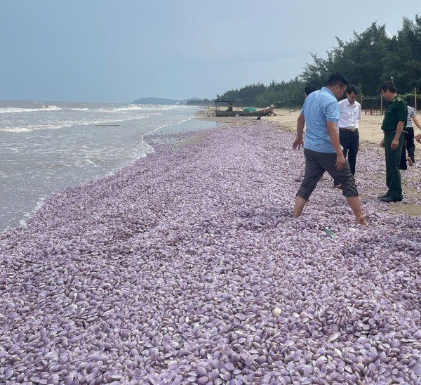 Thanh Hóa: Xuất hiện hàng tấn ngao chết trôi dạt, chất đống dọc bờ biển