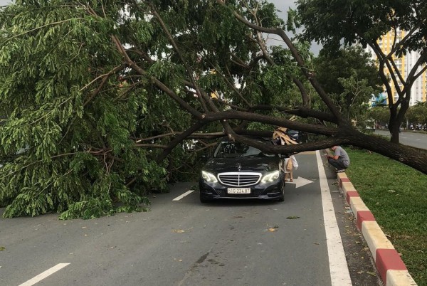 TP.HCM: Gió quật ngã hàng loạt cây xanh đường Võ Văn Kiệt, đè trúng 3 ô tô