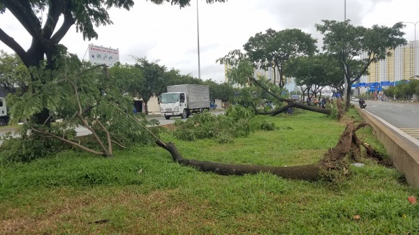 TP.HCM: Gió quật ngã hàng loạt cây xanh đường Võ Văn Kiệt, đè trúng 3 ô tô