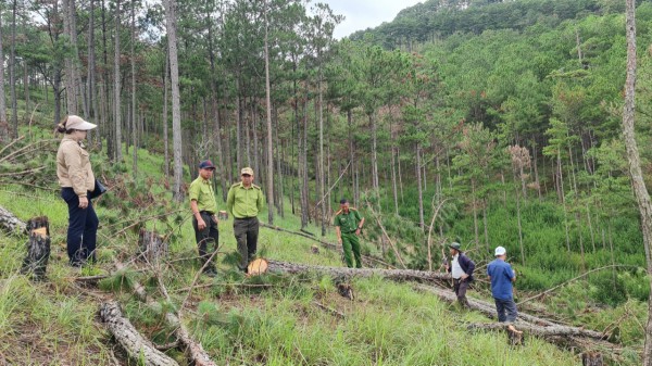 Khởi tố 3 đối tượng chủ mưu vụ chặt hạ thông Đà Lạt