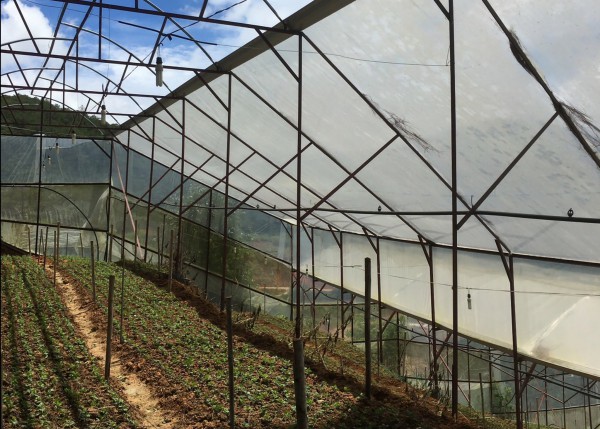 Đà Lạt: Tháo dỡ gần 71,6 ha nhà kính, nhà lưới trên đất lâm nghiệp