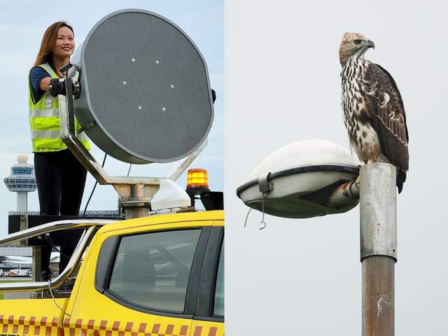 Người phụ nữ giữ an toàn cho mỗi chuyến bay: Ngăn chặn các loài động vật hoang dã "đi lạc" và những câu chuyện thú vị trong nghề - Ảnh 6.