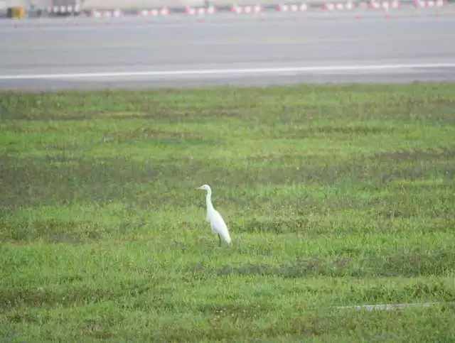 Người phụ nữ giữ an toàn cho mỗi chuyến bay: Ngăn chặn các loài động vật hoang dã "đi lạc" và những câu chuyện thú vị trong nghề - Ảnh 3.