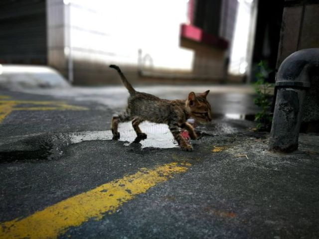 Thú cưng tại Nhật Bản phải cấy vi mạch vào cơ thể làm "thẻ căn cước" - Ảnh 3.