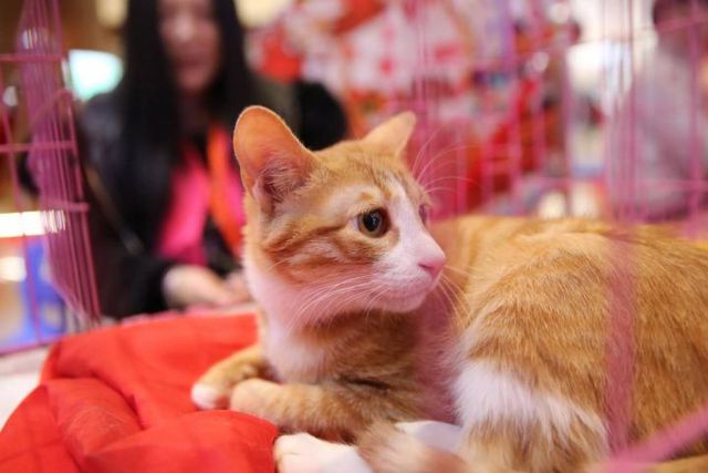 Thú cưng tại Nhật Bản phải cấy vi mạch vào cơ thể làm "thẻ căn cước" - Ảnh 4.