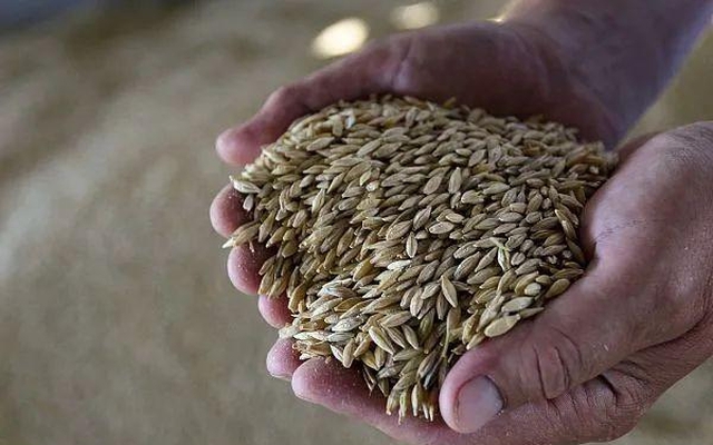 Tại sao phương Tây bất ngờ nới lỏng "cánh cửa ngành công nghiệp hạt giống" đối với Nga? - Ảnh 3. Tại sao phương Tây bất ngờ nới lỏng "cánh cửa ngành công nghiệp hạt giống" đối với Nga? - Ảnh 3.