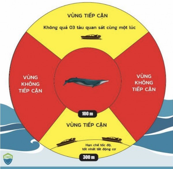 Du lịch Bình Định tính chuyện dài lâu với cá voi