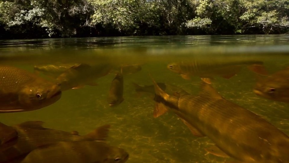 tu-pantanal-den-thac-iguazu