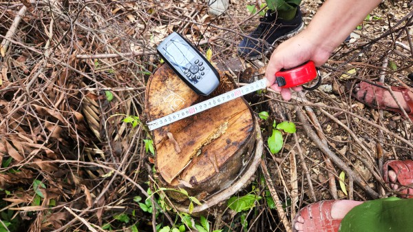 Hà Tĩnh: Điều tra vụ cán bộ Khu bảo tồn Kẻ Gỗ thuê người phá rừng