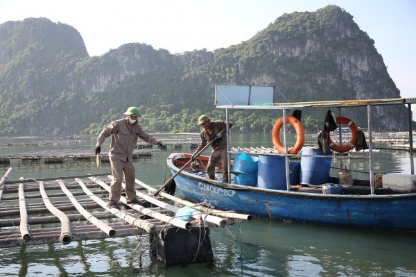 Quảng Ninh ra quân xử lý 