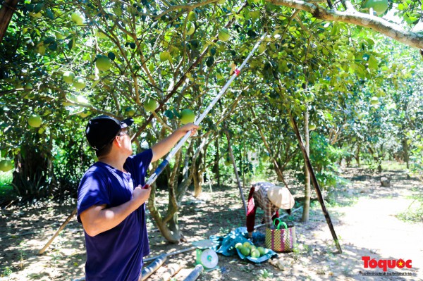 "Thủ phủ" thanh trà xứ Huế vào vụ: Nông dân phấn khởi vì được mùa, được giá