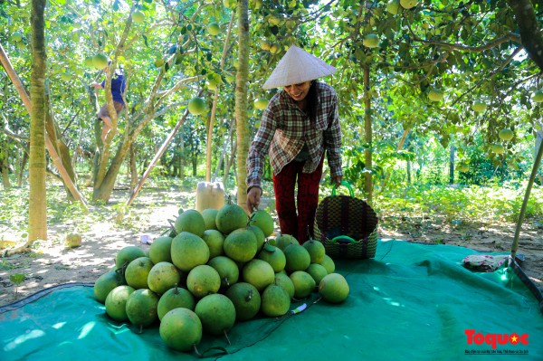 "Thủ phủ" thanh trà xứ Huế vào vụ: Nông dân phấn khởi vì được mùa, được giá