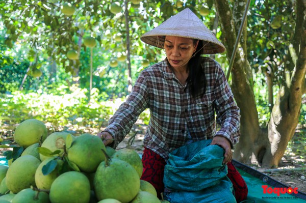 "Thủ phủ" thanh trà xứ Huế vào vụ: Nông dân phấn khởi vì được mùa, được giá