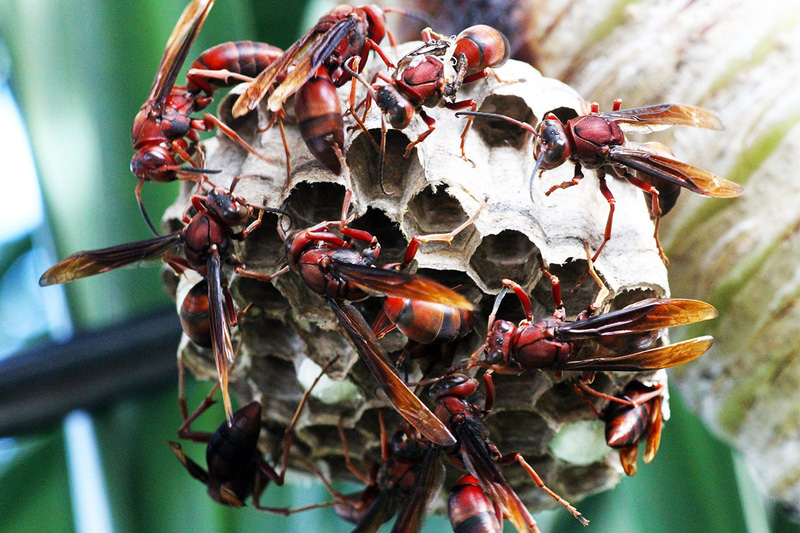 Bé 7 tuổi bị ong vò vẽ đốt 40 nốt khi đang chơi trong vườn Bé 7 tuổi bị ong vò vẽ đốt 40 nốt khi đang chơi trong vườn