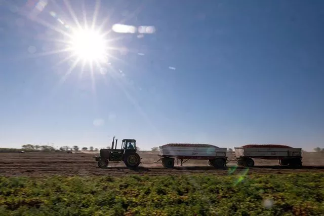 Câu chuyện quả cà chua trong lạm phát - Ảnh 1. Câu chuyện quả cà chua trong lạm phát - Ảnh 1.