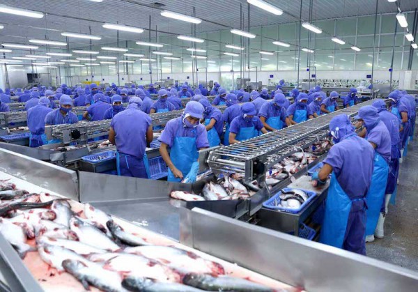 Doanh nghiệp xuất khẩu cá tra "gỡ gạc" ở thị trường nhỏ